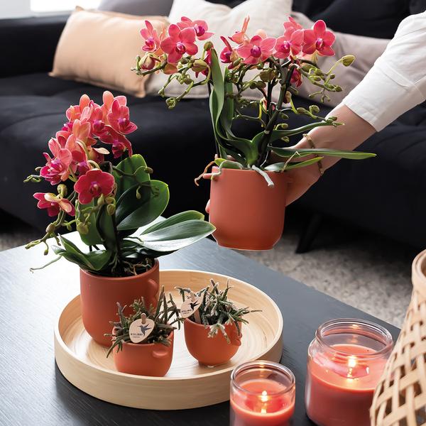 Nachtfalterorchidee - 2er-COMBI-DEAL rote Phalaenopsis - ↕ 40 cm - Ø 9 cm