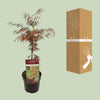 Fächerahorn – Acer palmatum Garnet – ↕ 40 cm – Ø 19 cm