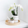 Nachtfalterorchidee – Überraschungsbox einfarbig – 4 verschiedene Phalaenopsis Orchideen