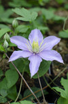 Clematis Justa – ↕ 65 cm – Ø 15 cm