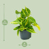Philodendron Scandens Brasil - ↕ 15 cm - Ø 12 cm