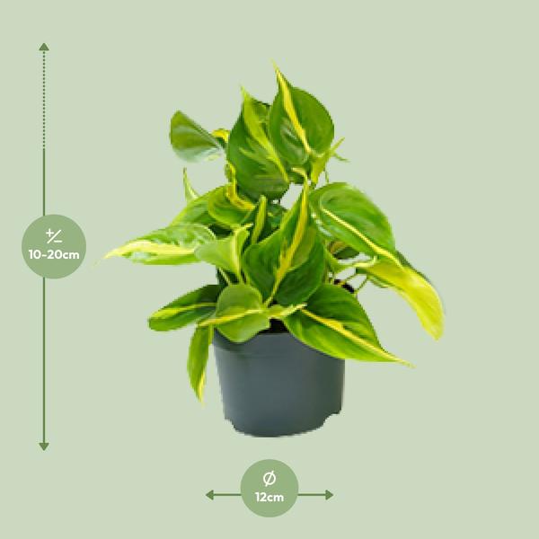 Philodendron Scandens Brasil - ↕ 15 cm - Ø 12 cm