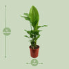 Strelitzia Nicolai - ↕ 130 cm - Ø 27 cm