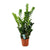Glücksfeder - Zamioculcas - ↕ 100 cm - Ø 21 cm