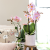Pflanzenset Valentinstag 'Pastel Pink' – Phalaenopsis Orchidee Portugal rosa & Sukkulente – inkl. Keramik-Ziertöpfe