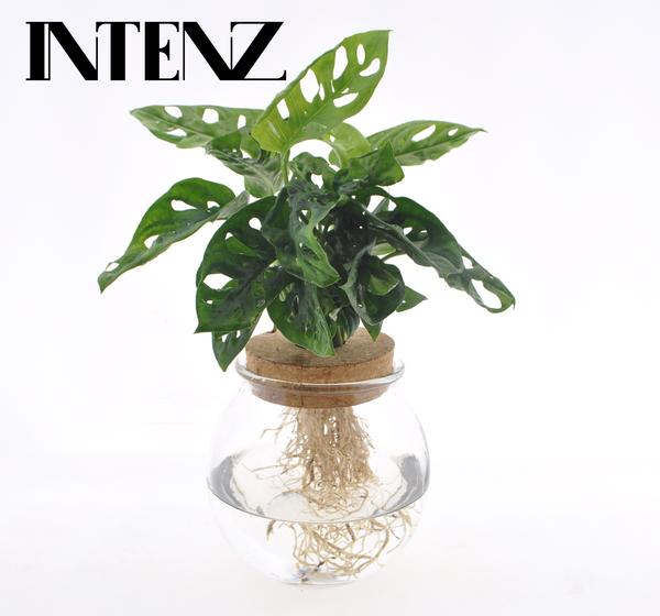 Monstera adansonii