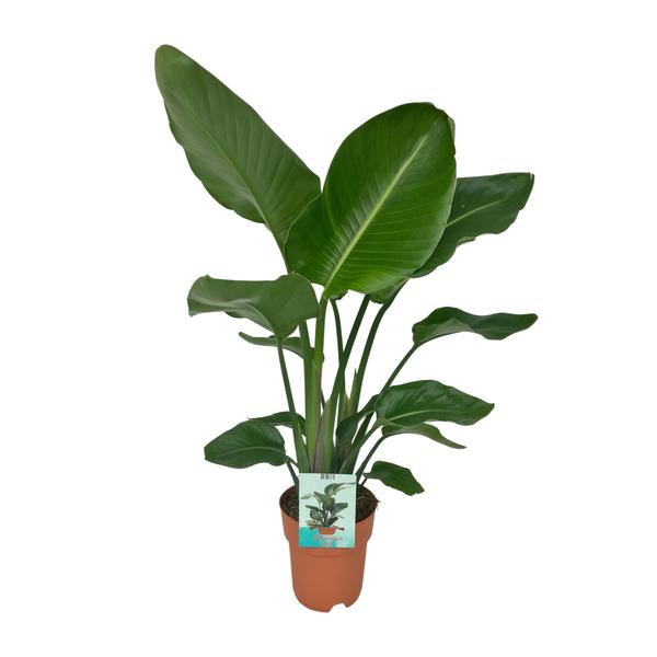 Strelitzia Nicolai - ↕ 90 cm - Ø 19 cm
