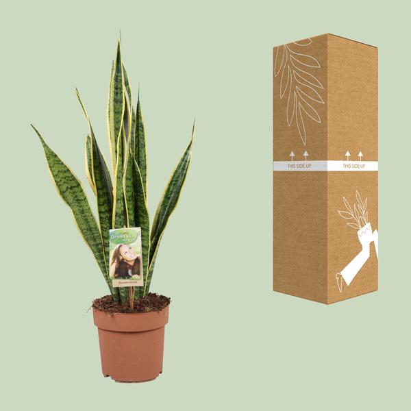 Bogenhanf - Sansevieria Trifasciata Laurentii - ↕ 60 cm - Ø 17 cm