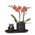 Nachtfalterorchidee - Phalaenopsis - ↕ ca. 35 cm - Ø 9 cm | 2er-Set Home Hub Small auf schwarzem Tablett