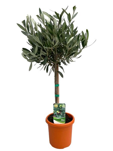 Olivenbaum – Olea europaea