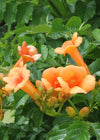 2x Trompetenblume – Campsis 'Indian Summer' – ↕ 65 cm – Ø 15 cm