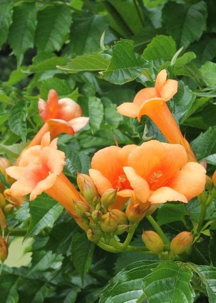 2x Trompetenblume – Campsis 'Indian Summer' – ↕ 65 cm – Ø 15 cm
