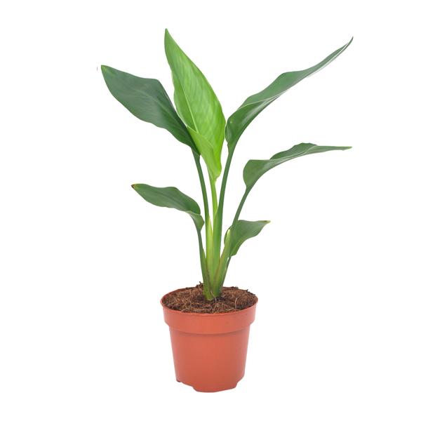 Paradiesvogelblume – Strelitzia reginae