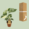 Fensterblatt - Monstera Thai Constellation - ↕ 50 cm - Ø 15 cm