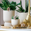Nachtfalterorchidee - Phalaenopsis - ↕ ca. 40 cm - Ø 9 cm | 3er-Set Luxury Living inkl. Keramik-Ziertöpfen