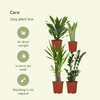 Pflanzkasten Easy Plant – 4x Zimmerpflanzen – ↕ ca. 30–60 cm – Ø 14–17 cm