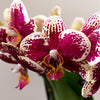 Nachtfalterorchidee & Rhipsalis - ↕ ca. 35 cm - Ø 9 cm | 2er-Set in Gelb-Rot auf Goldtablett