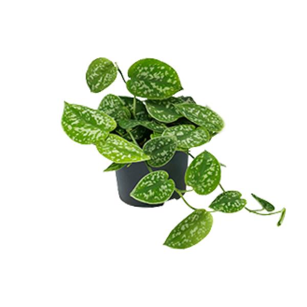Efeutute ‚Argyraeus' – Scindapsus pictus