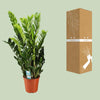 Glücksfeder - Zamioculcas Zamiifolia - ↕ 95 cm - Ø 21 cm