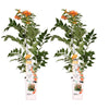 2x Trompetenblume – Campsis 'Indian Summer' – ↕ 65 cm – Ø 15 cm