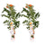 2x Trompetenblume – Campsis 'Indian Summer' – ↕ 65 cm – Ø 15 cm