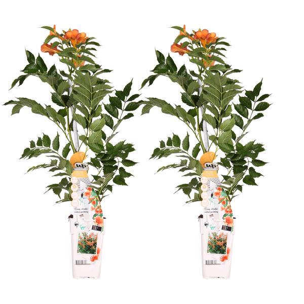 2x Trompetenblume – Campsis 'Indian Summer' – ↕ 65 cm – Ø 15 cm