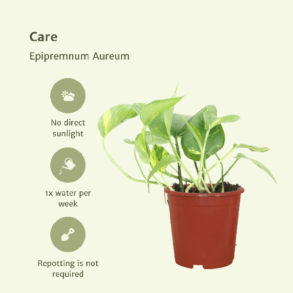 2x Goldene Efeutute - Epipremnum Aureum - ↕ 20 cm - ø 12 cm