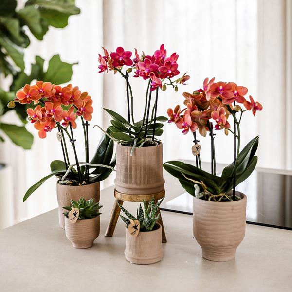 Nachtfalterorchidee - Rote Orchidee Congo - ↕ 40 cm - Ø 9 cm | Bali Zierpot Sand