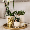 Nachtfalterorchidee - Phalaenopsis - ↕ ca. 40 cm - Ø 9 cm | 3er-Set Luxury Living inkl. Keramik-Ziertöpfen