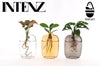 Zimmerpflanzen Mix in Santiago Glas Wall Art - 3 Stück - ↕ 10 cm - Ø 7 cm