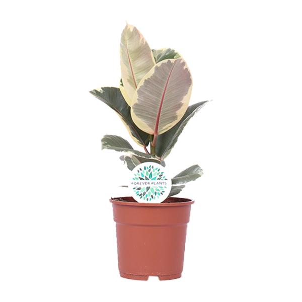 Gummibaum - Ficus Elastica Tineke - ↕ 50 cm - Ø 17 cm