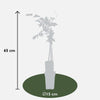 2x Glyzinie – Wisteria floribunda 'Rosea' – ↕ 65 cm – Ø 15 cm