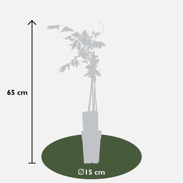 2x Glyzinie – Wisteria floribunda 'Rosea' – ↕ 65 cm – Ø 15 cm