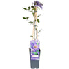 Clematis Multi Blue – ↕ 65 cm – Ø 15 cm