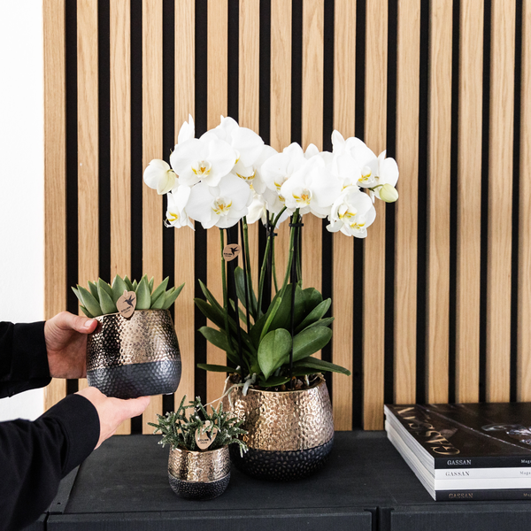 4x Nachtfalterorchidee weiß – Phalaenopsis Orchidee – Ghent – Ø 12 cm – COMBI DEAL