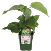 Kiwi – Actinidia deliciosa Jenny – ↕ 45 cm – Ø 13 cm