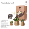 Nachtfalterorchidee - Phalaenopsis - ↕ ca. 40 cm - Ø 9 cm | 3er-Set Groove inkl. Keramiktöpfen & Deko-Elefant