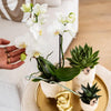 Nachtfalterorchidee - Phalaenopsis - ↕ ca. 40 cm - Ø 9 cm | 3er-Set Luxury Living inkl. Keramik-Ziertöpfen