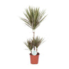 Drachenbaum - Dracaena Bicolor - ↕ 95 cm - Ø 21 cm
