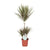 Drachenbaum - Dracaena Bicolor - ↕ 95 cm - Ø 21 cm