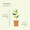 Pflanzkasten Easy Plant – 4x Zimmerpflanzen – ↕ ca. 30–60 cm – Ø 14–17 cm