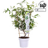 Toskanischer Jasmin – Trachelospermum Star of Venice Weiß – ↕ 65 cm – Ø 15 cm