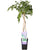 Wisteria sinensis 'Prolific' - Glyzinie - Ø15cm - ↕65cm