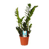 Glücksfeder - Zamioculcas Zamiifolia - ↕ 45 cm - Ø 14 cm