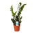 Glücksfeder - Zamioculcas Zamiifolia - ↕ 45 cm - Ø 14 cm