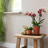 Nachtfalterorchidee & Rhipsalis - ↕ ca. 35 cm - Ø 9 cm | 2er-Set in Gelb-Rot auf Goldtablett