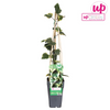 Efeu – Hedera colchica Dentata Variegata – ↕ 65 cm – Ø 15 cm