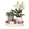 Nachtfalterorchidee - Phalaenopsis - ↕ ca. 40 cm - Ø 9 cm | 3er-Set Slow Living inkl. Keramik-Zierpflanztöpfen