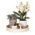 Nachtfalterorchidee - Phalaenopsis - ↕ ca. 40 cm - Ø 9 cm | 3er-Set Slow Living inkl. Keramik-Zierpflanztöpfen