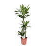 Drachenbaum - Dracaena Janet Lind - ↕ 130 cm - Ø 24 cm